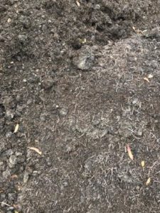 Mushroom Compost